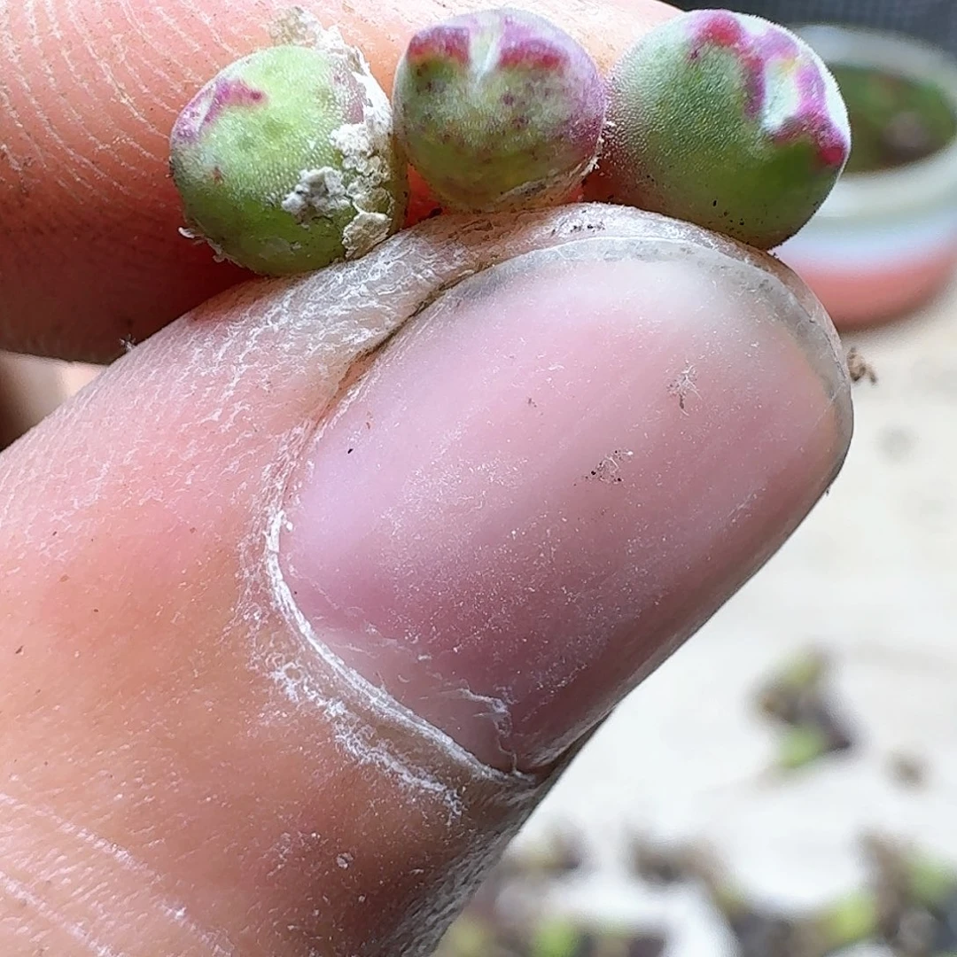 1颗一组量拍985多肉植物哇h h