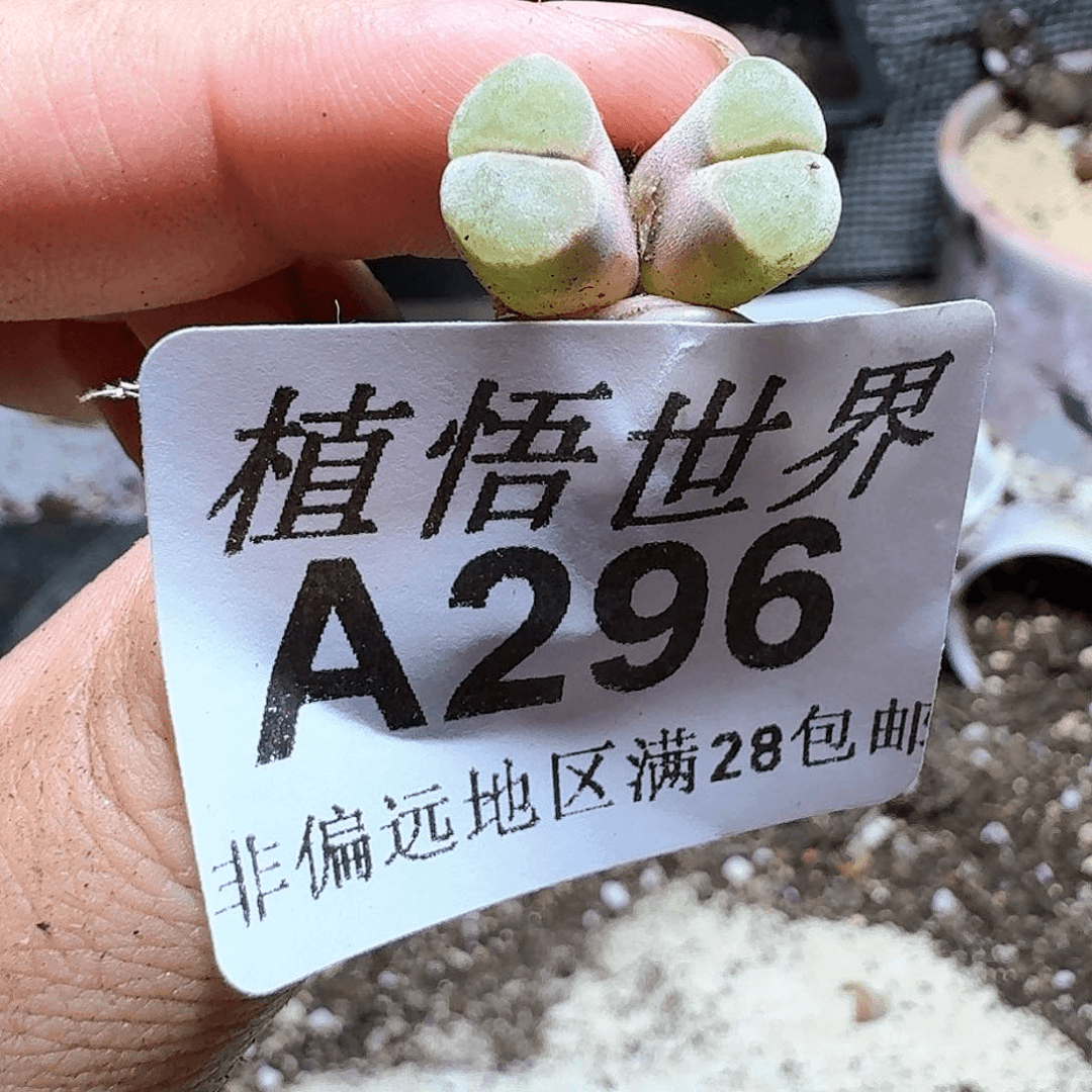 296号多肉植物哇