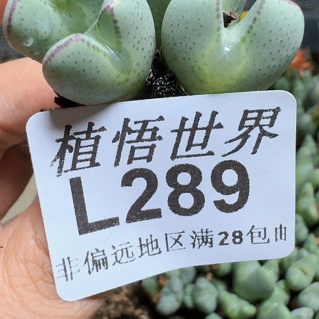 289号多肉植物c g