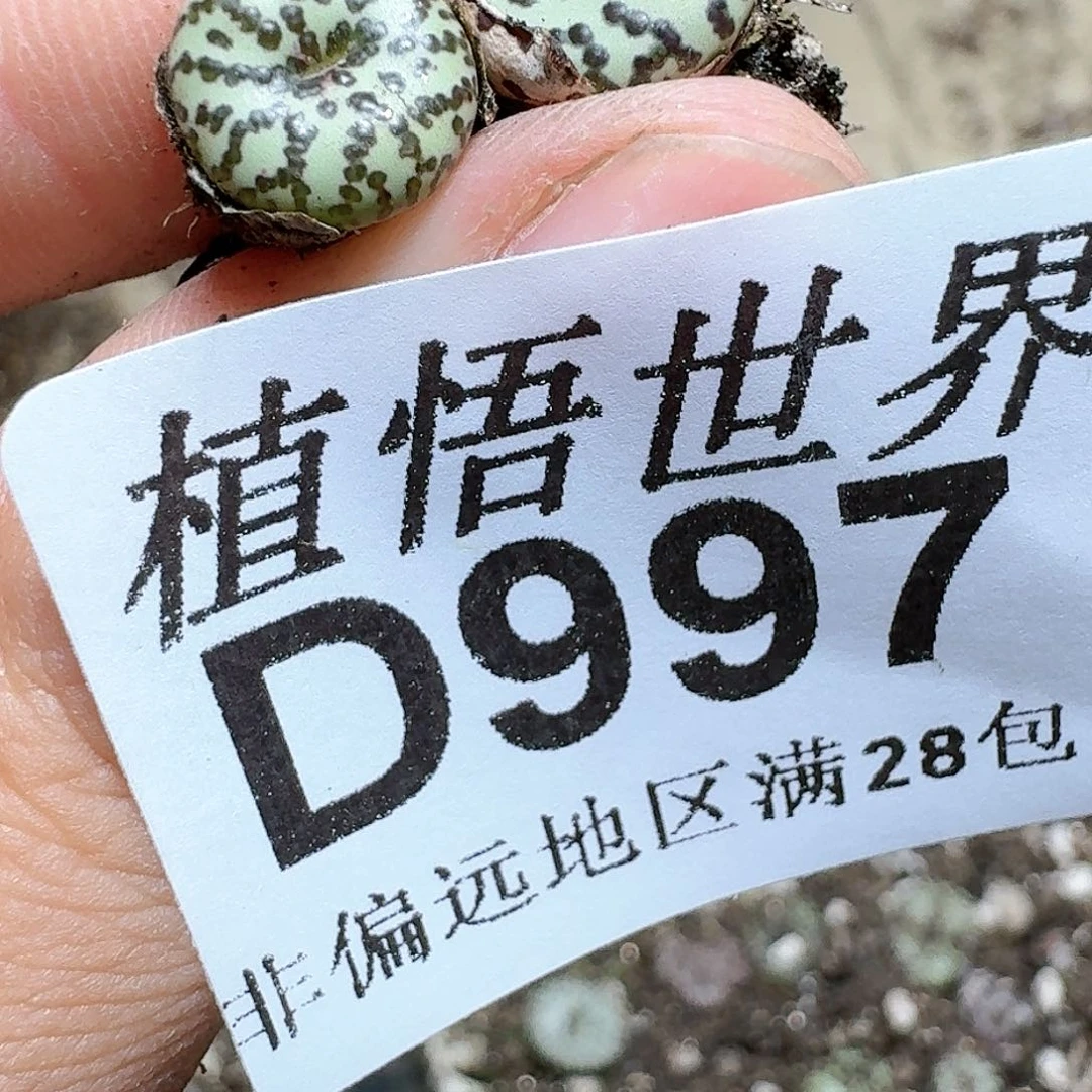 997号多肉植物大