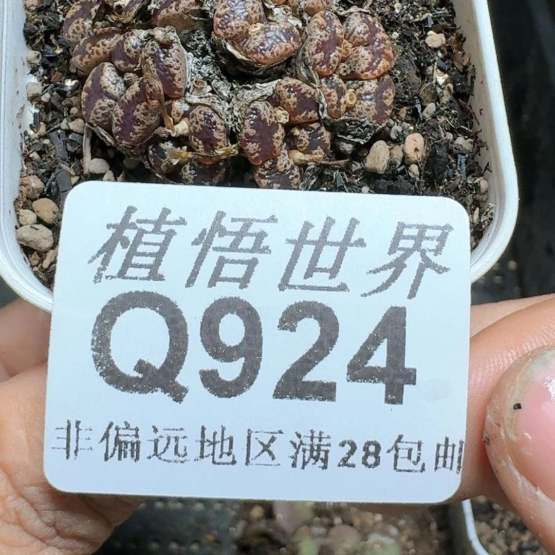 924号多多肉植物哇c