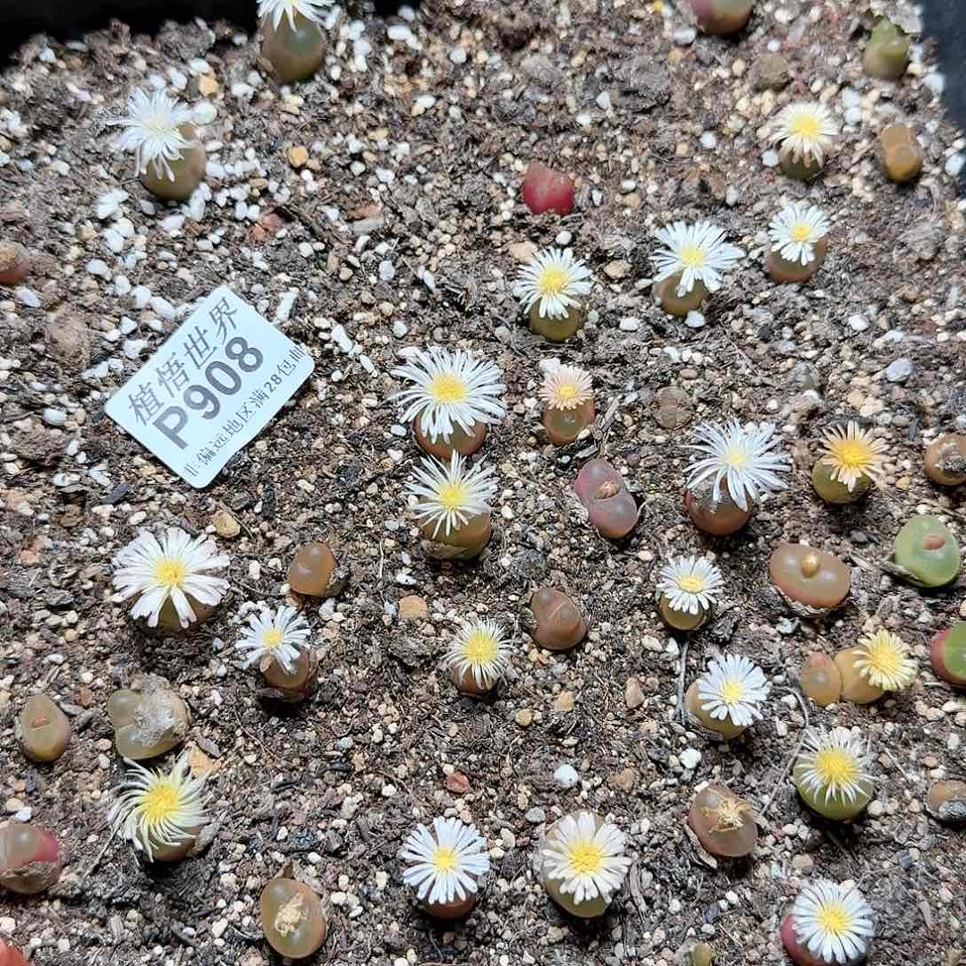 908号多肉植物哇c脱土