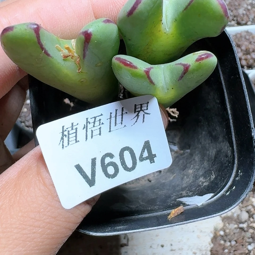 604）号多肉植物哇吃