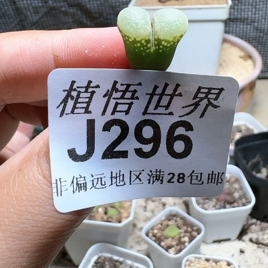 296号多肉植物中。z