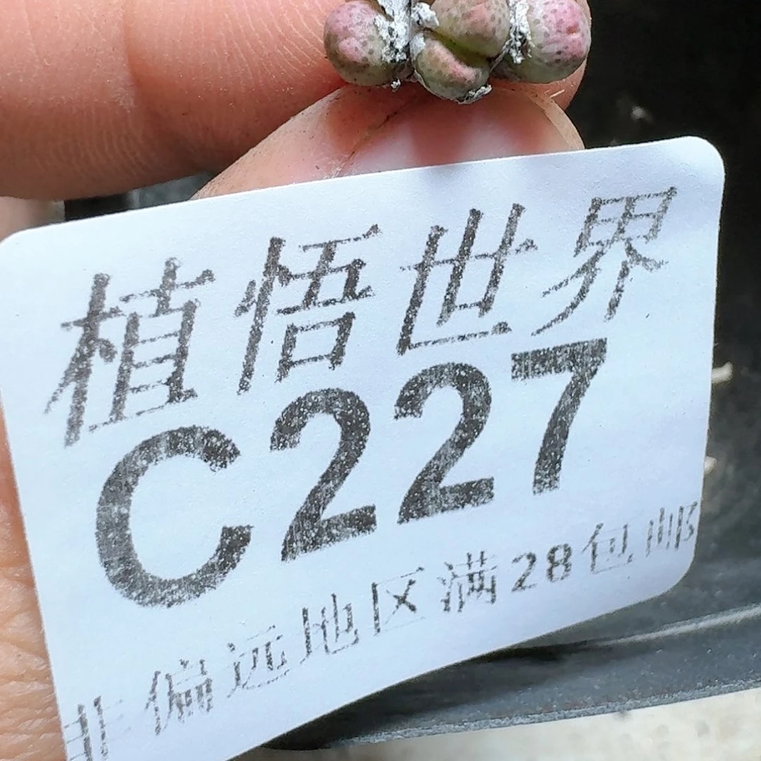 237）号多肉植物哇c g