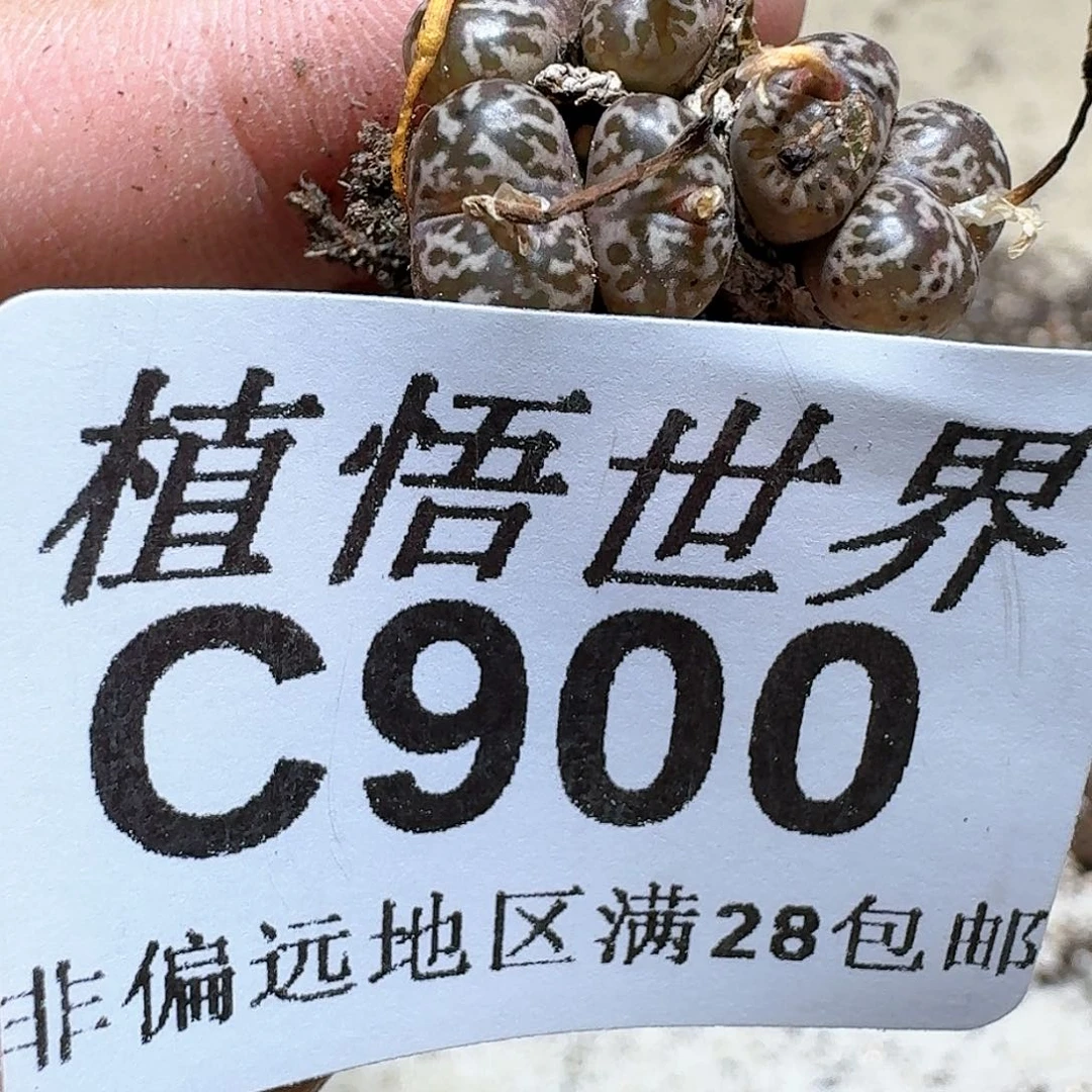900号多肉植物大