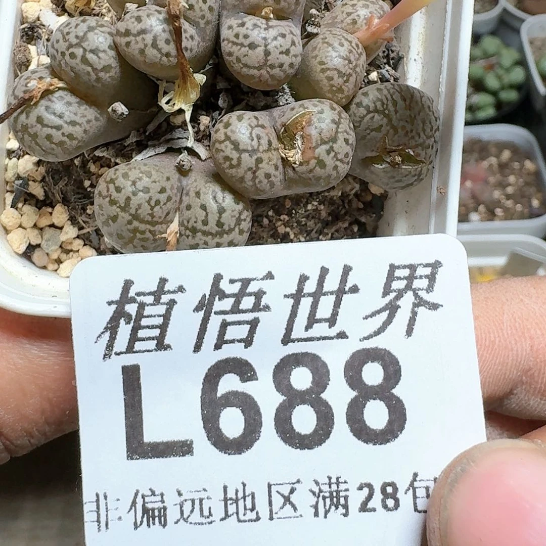 688号多肉植物cc v