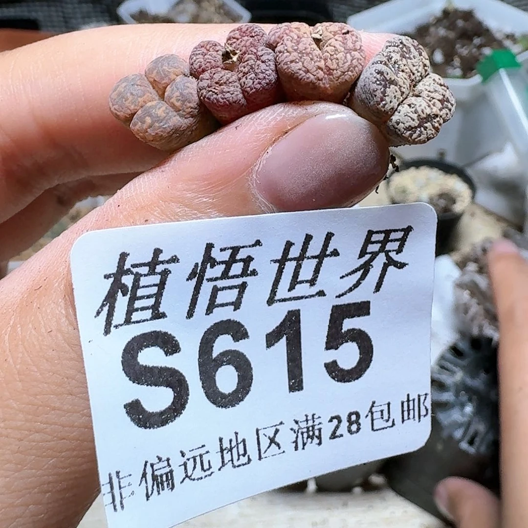 615号的植物我都不