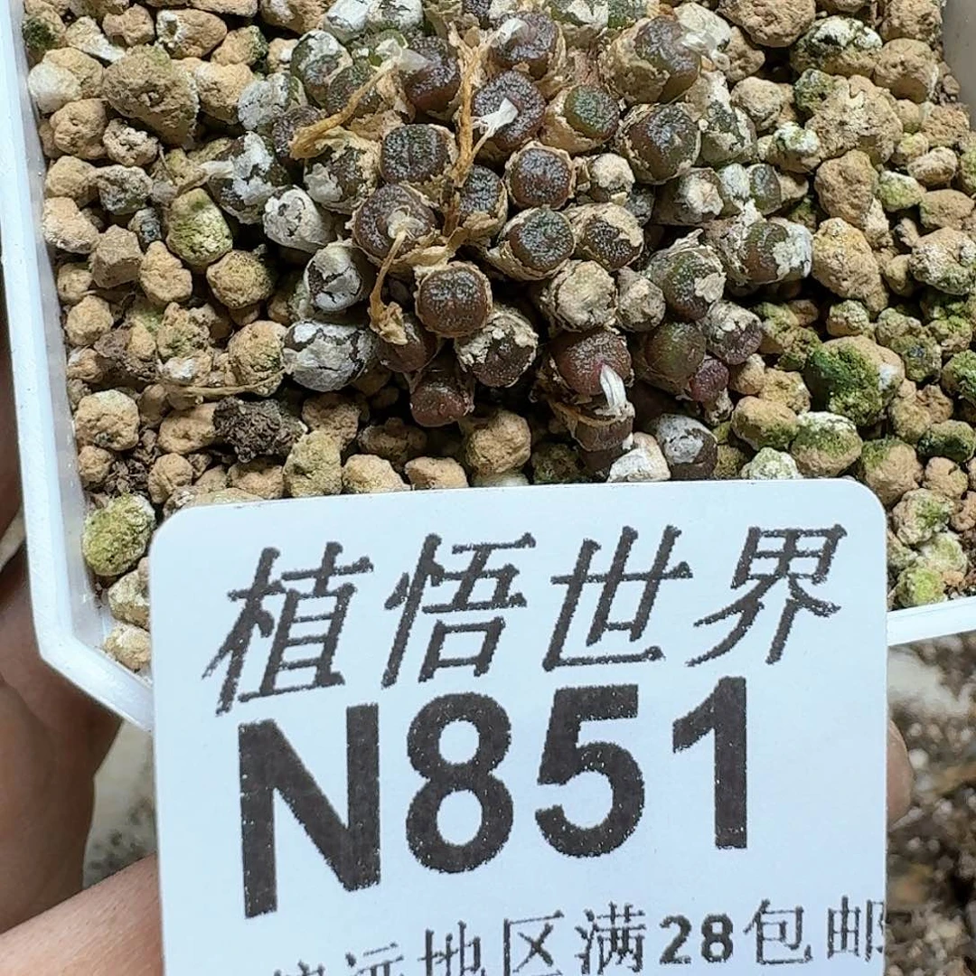 851号多肉植物哇哇c