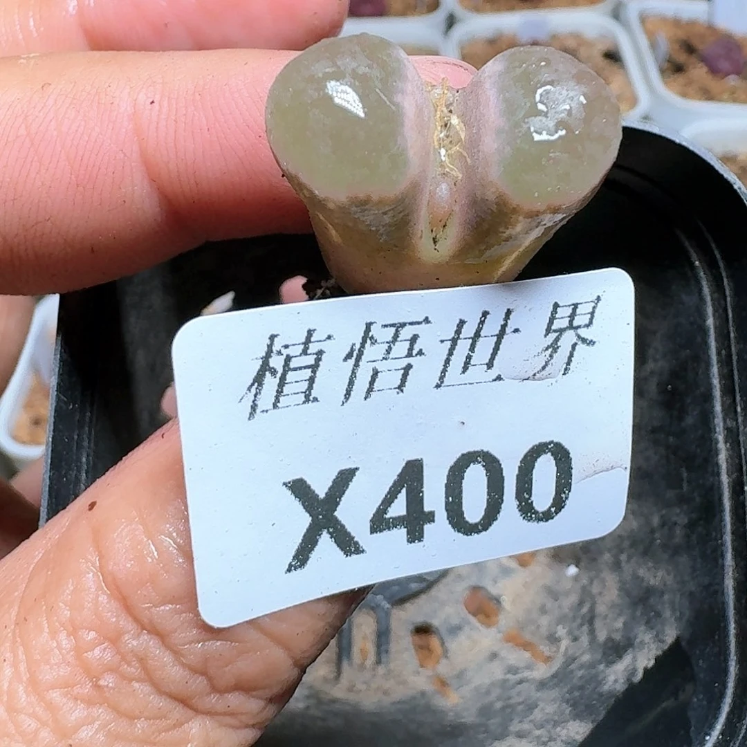 400号多肉植物哇