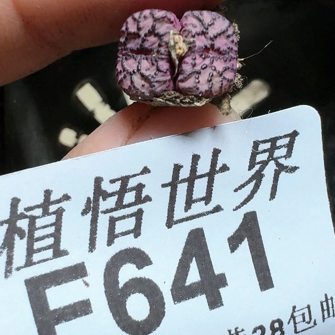 641号多肉植物x f