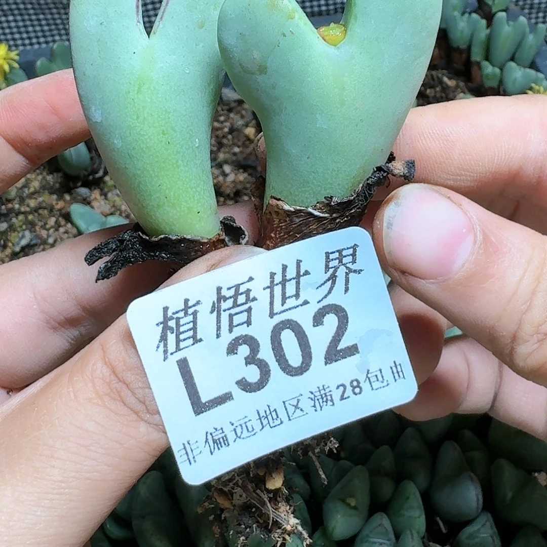 302多肉植物呜呜