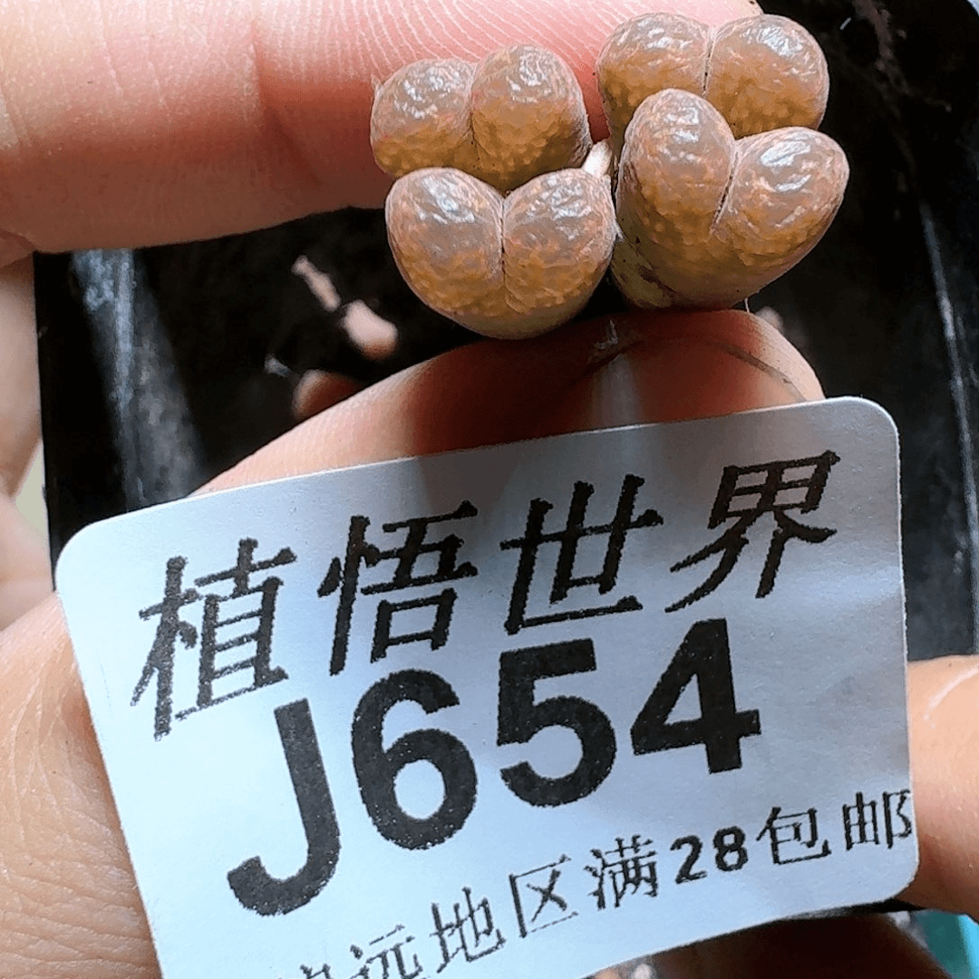654号的的多肉植物