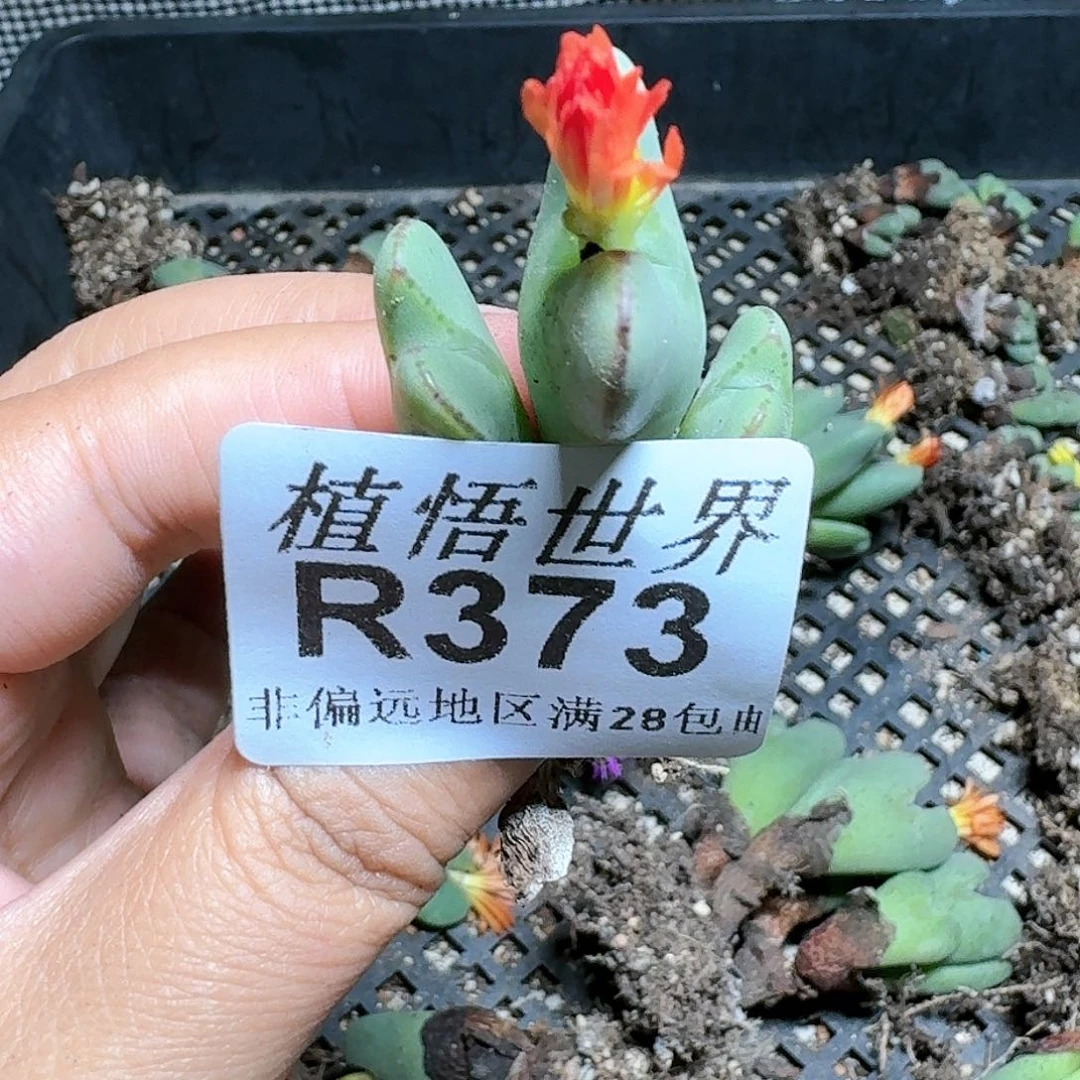 373号多肉植物哇c
