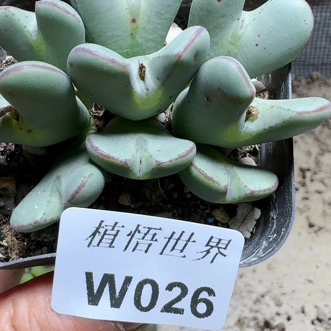 026号多肉植物哇c f