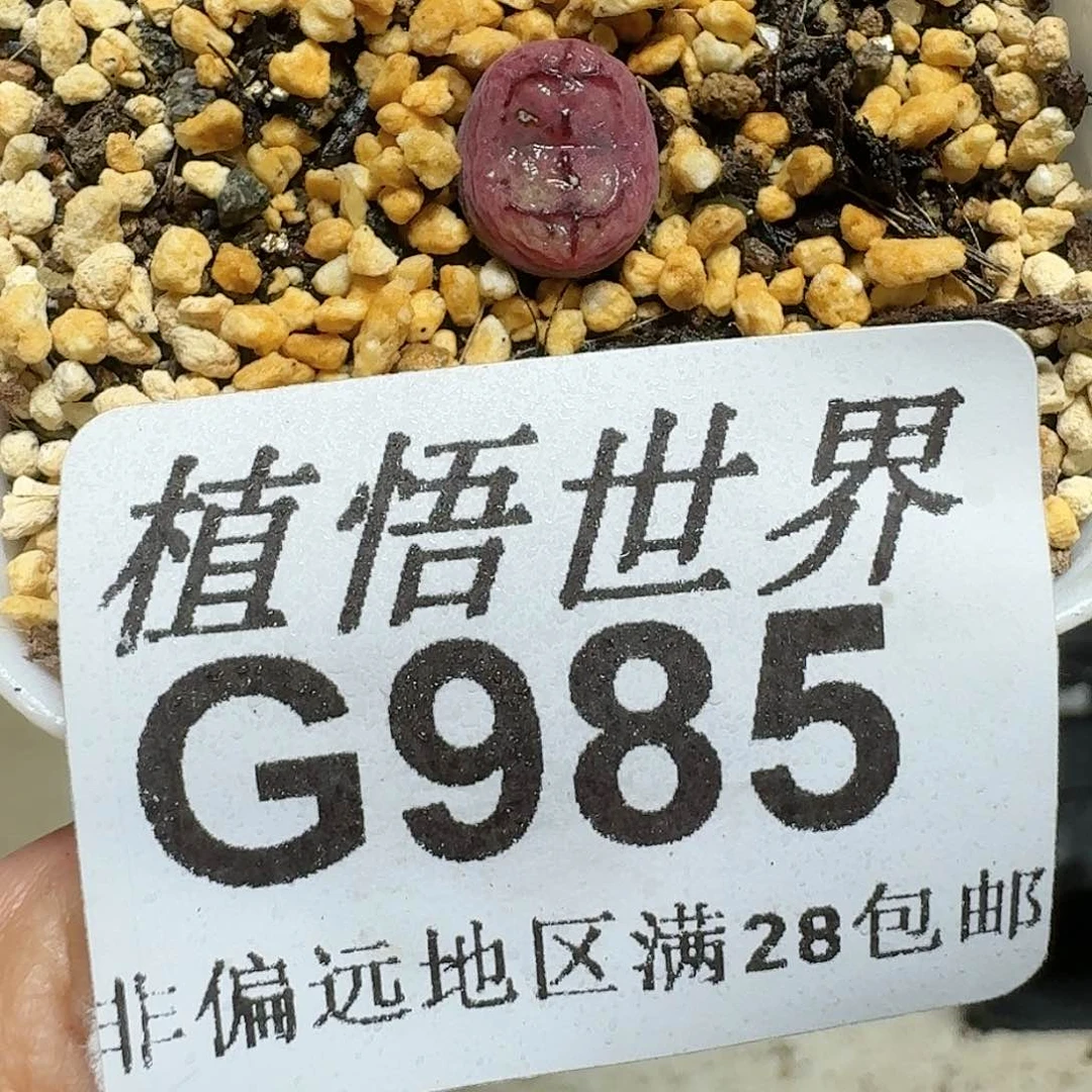 985号多肉植物xn j