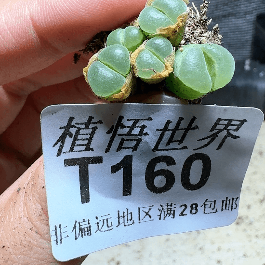 160号多肉植物哇，x