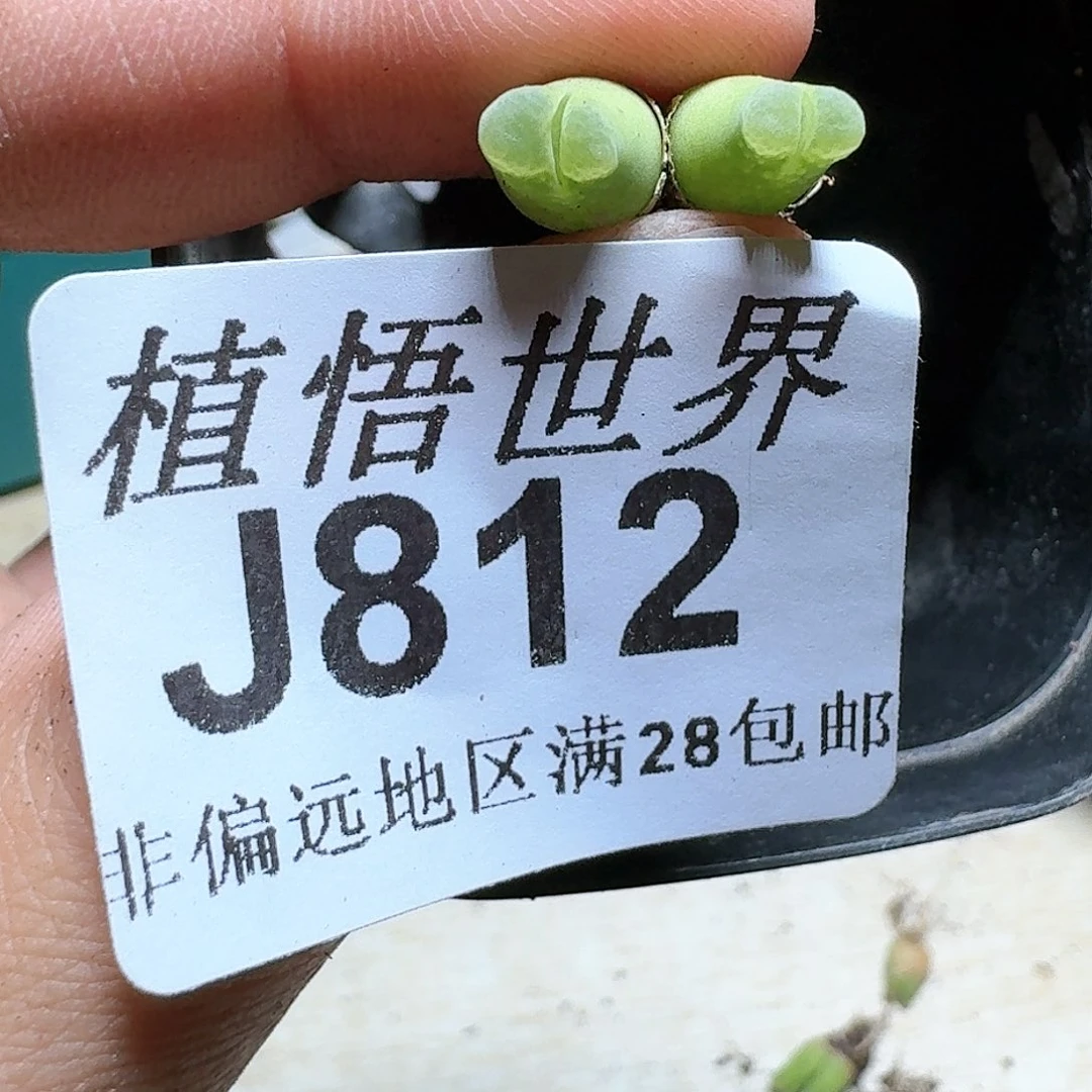812号多肉植物x f