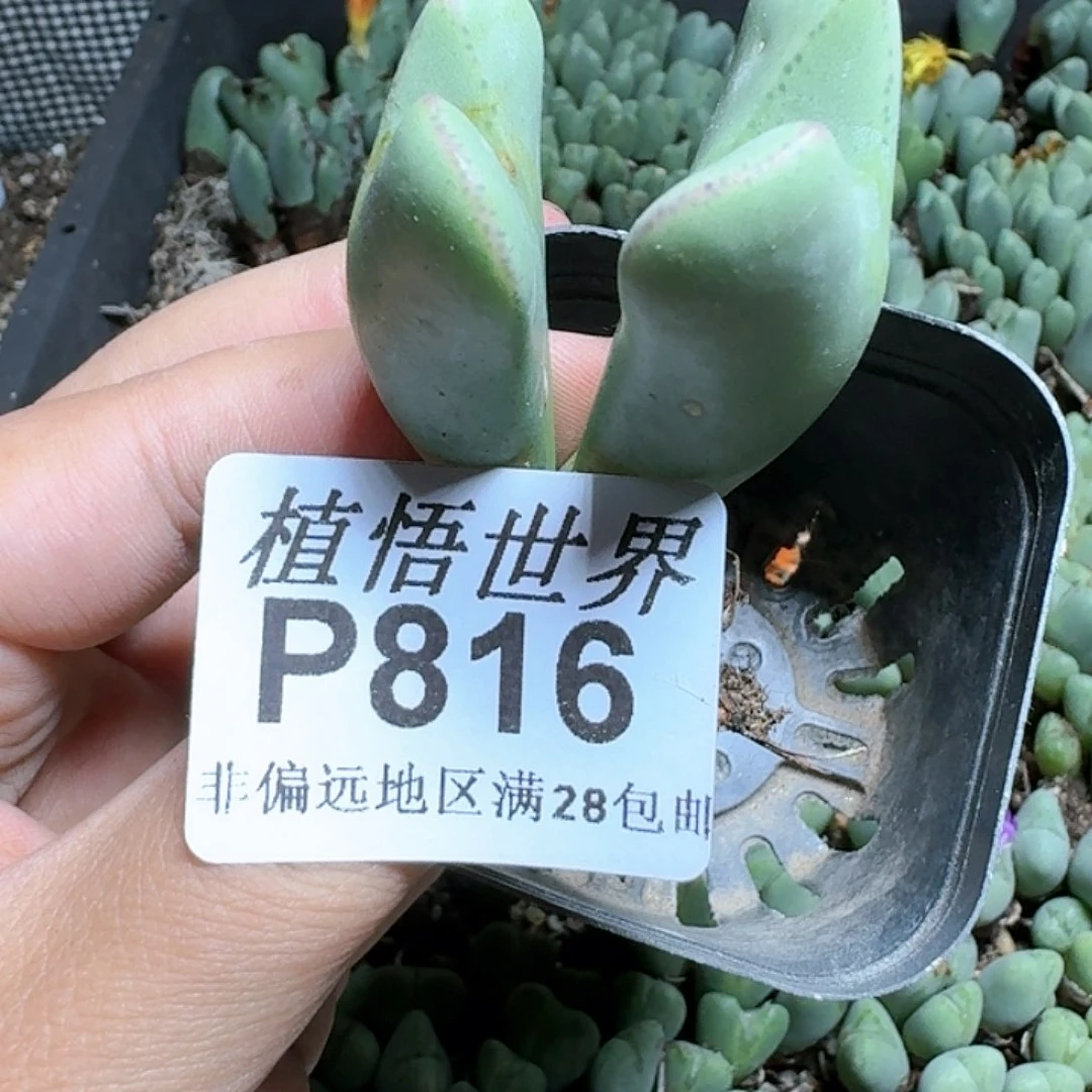 816号多肉植物c g