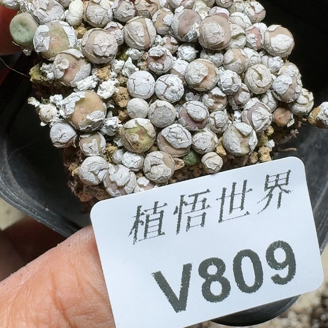 809号多肉植物哇c
