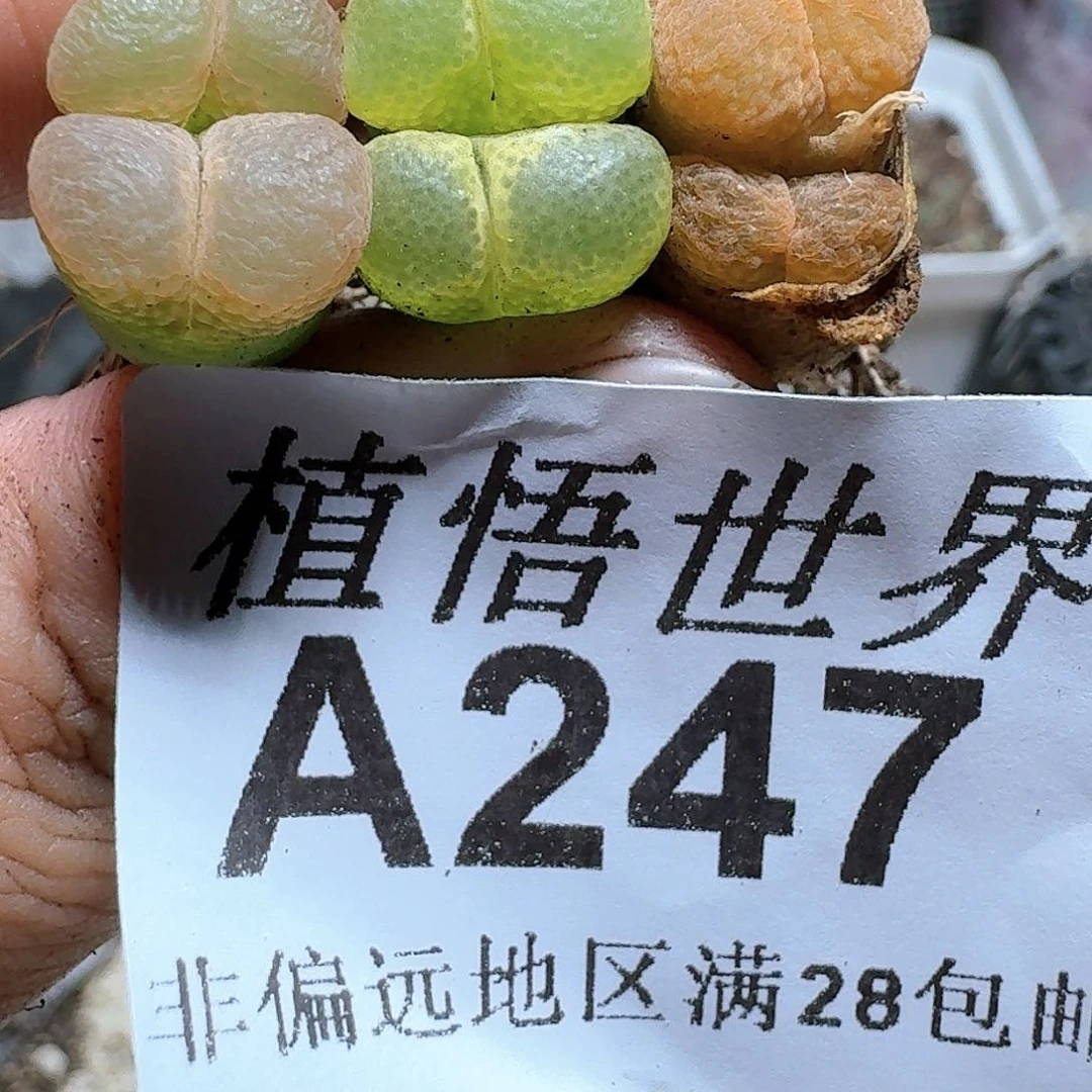 247盒多肉植物哇