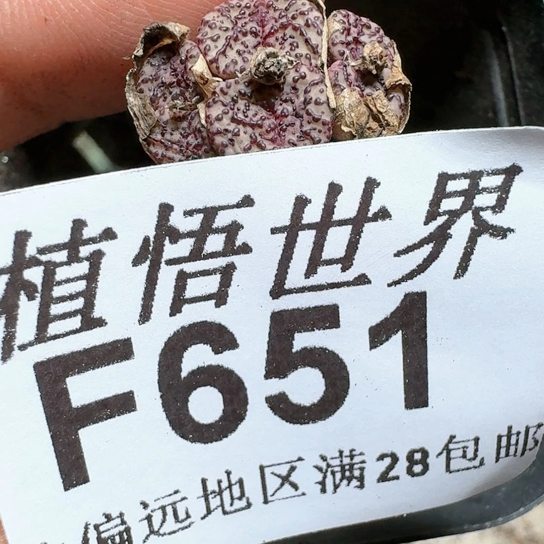 651号多肉植物x f