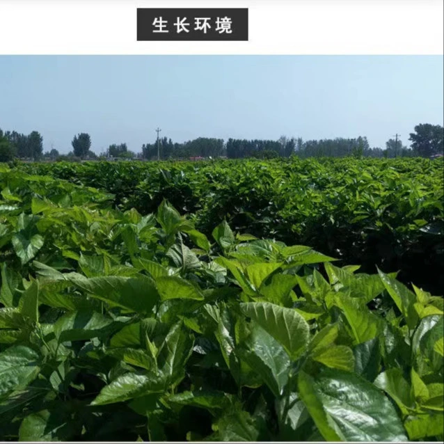 桑叶茶 茶香四溢 醇香浓厚