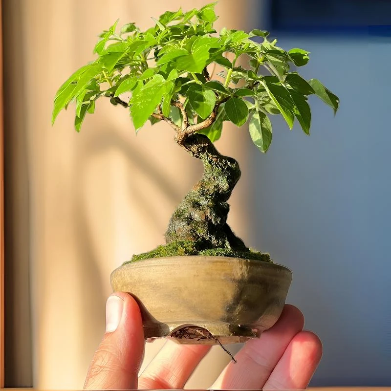 黄荆盆景   一物一拍