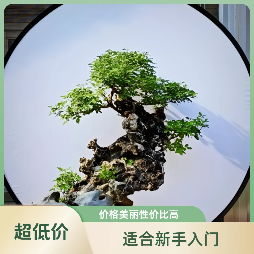 黄荆盆景 直播链接
