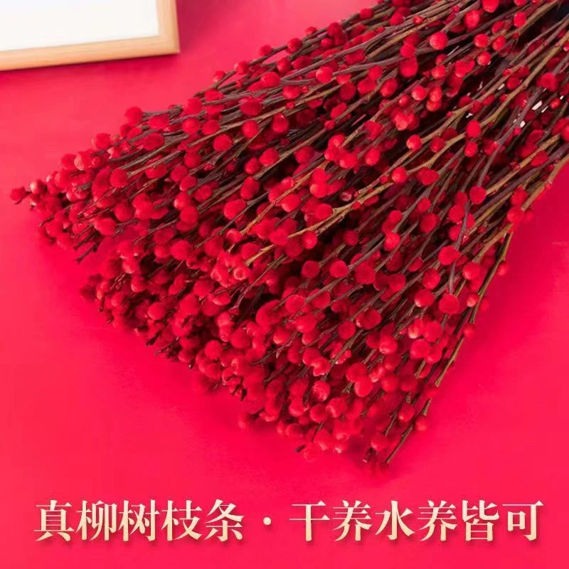柚子家【红色银柳】春节招财真花鲜枝耐寒年宵花卉卧室客厅摆放装饰