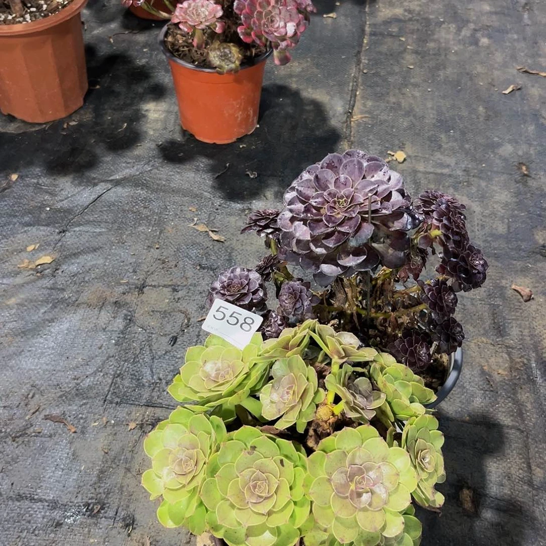 万圣节多肉植物两颗558