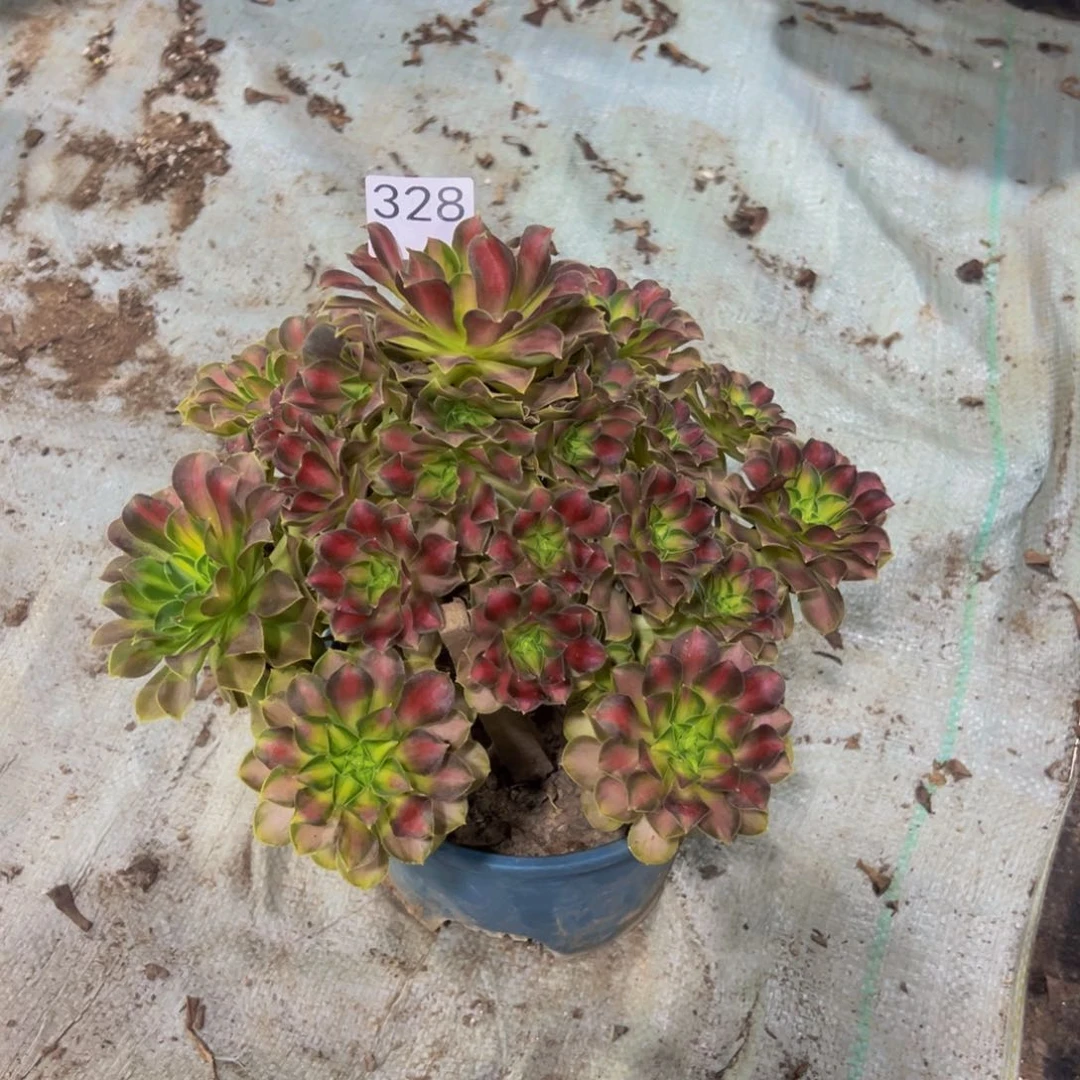 任*328韶华法师，多肉植物