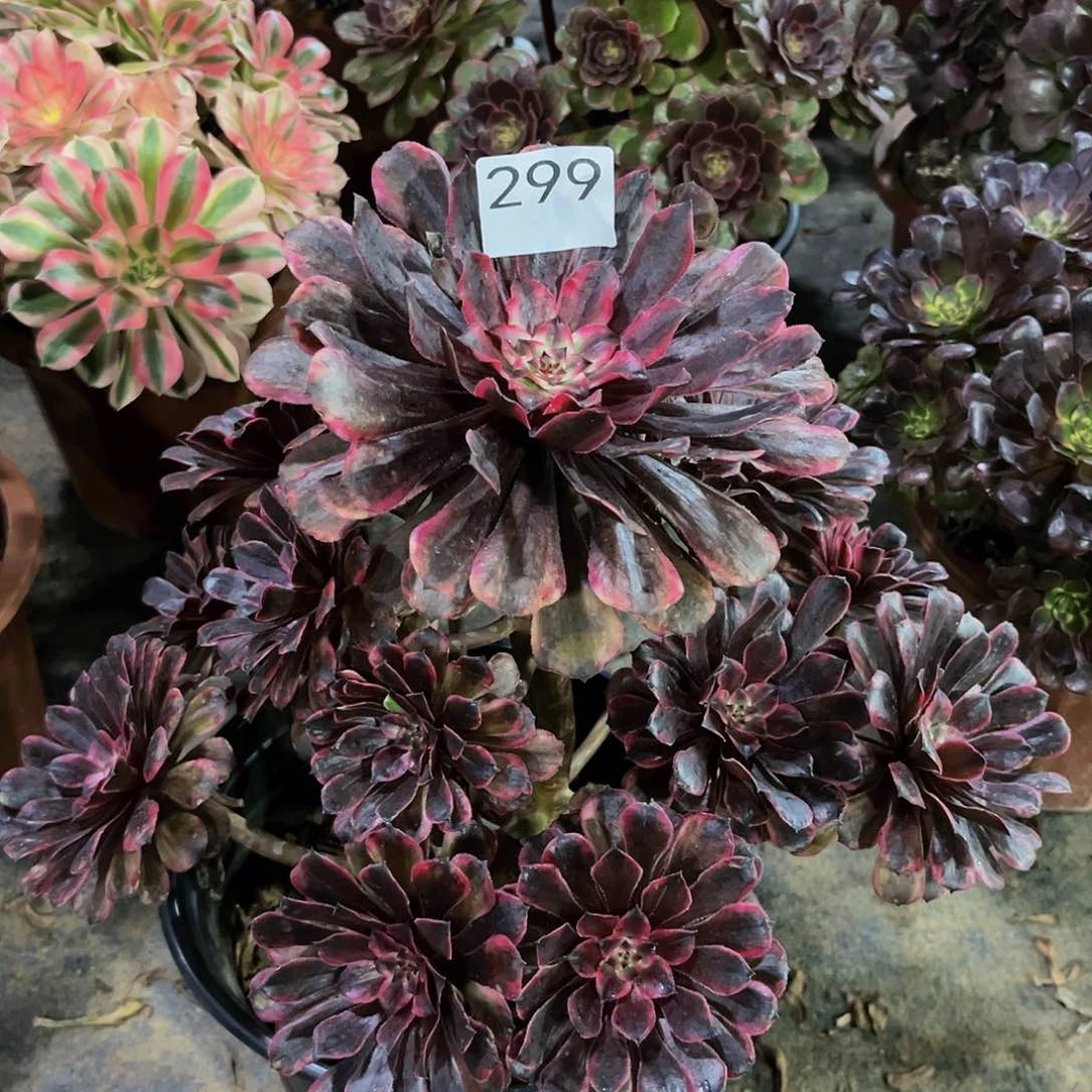 油墨画多肉植物299