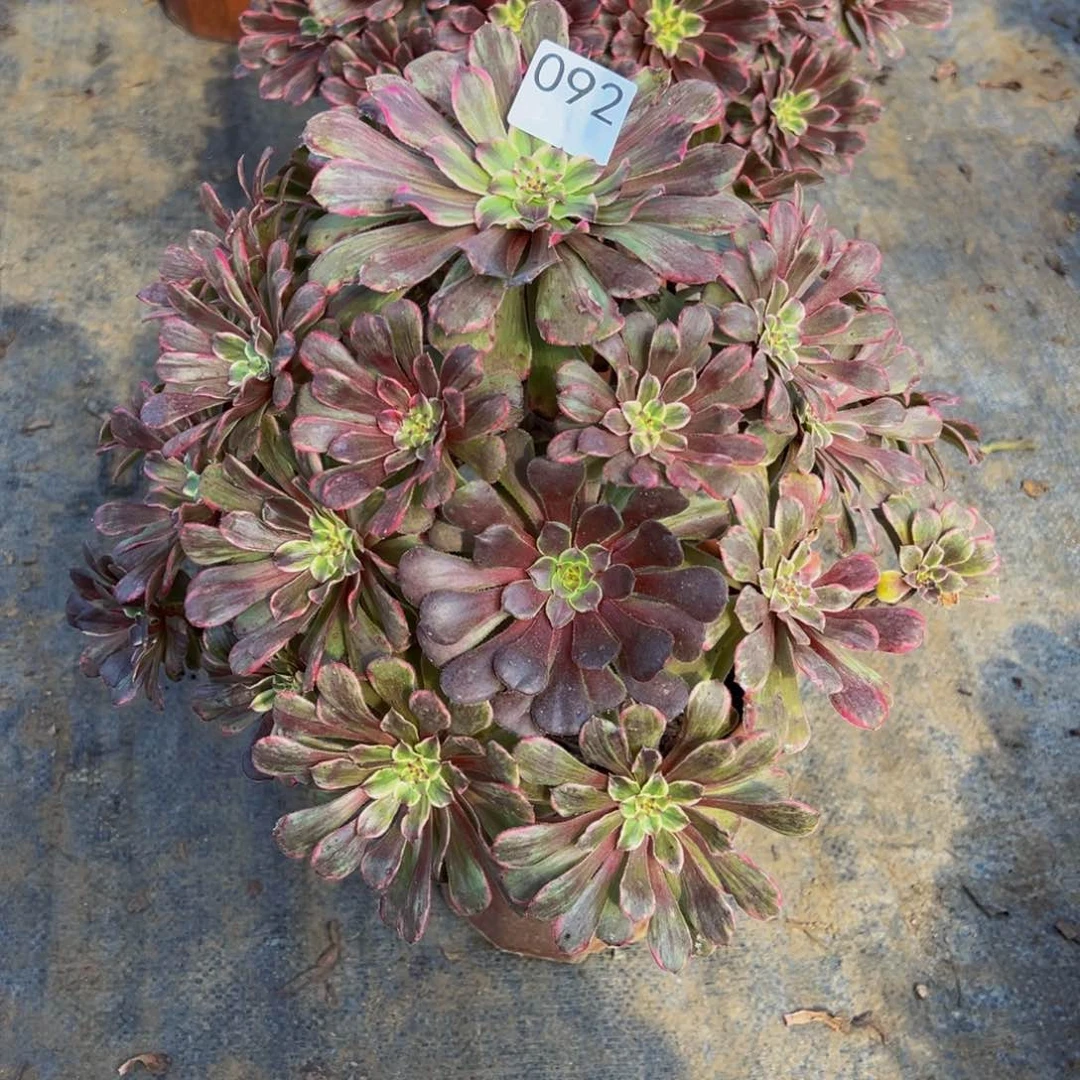 桑****贝092水墨画法师，多肉植物