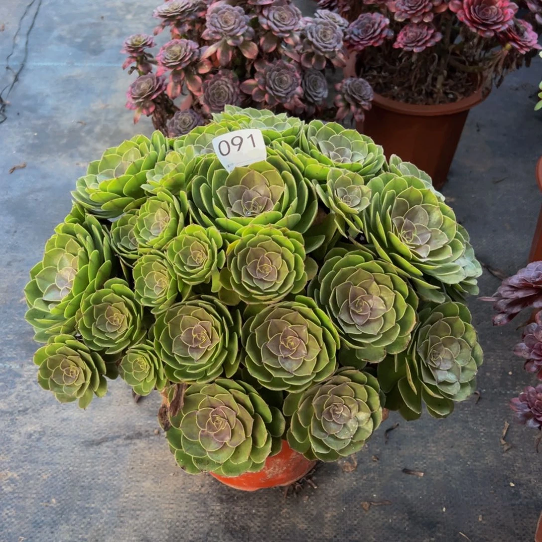 叶*珍091万圣节法师，多肉植物