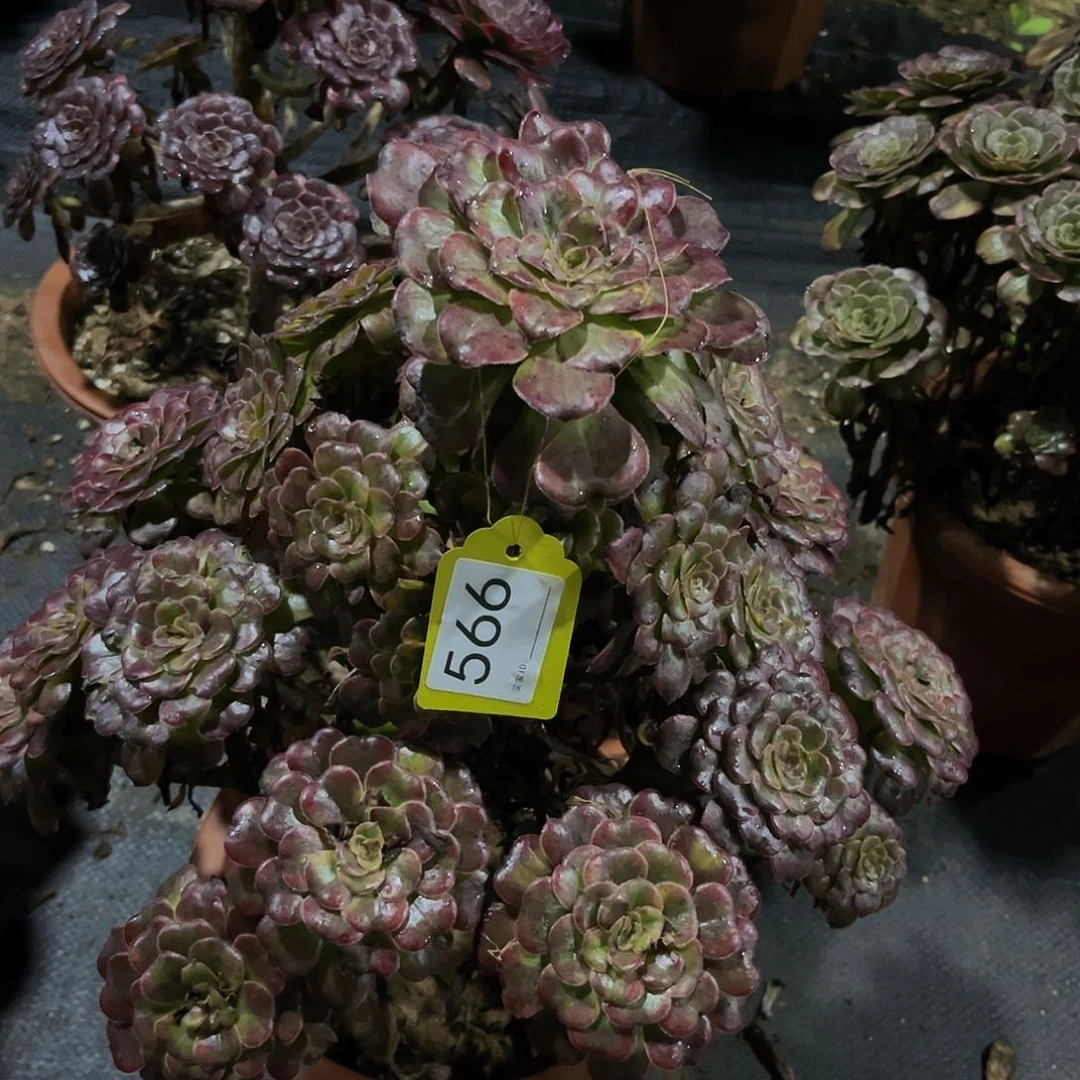 月蝉多肉植物566寄养
