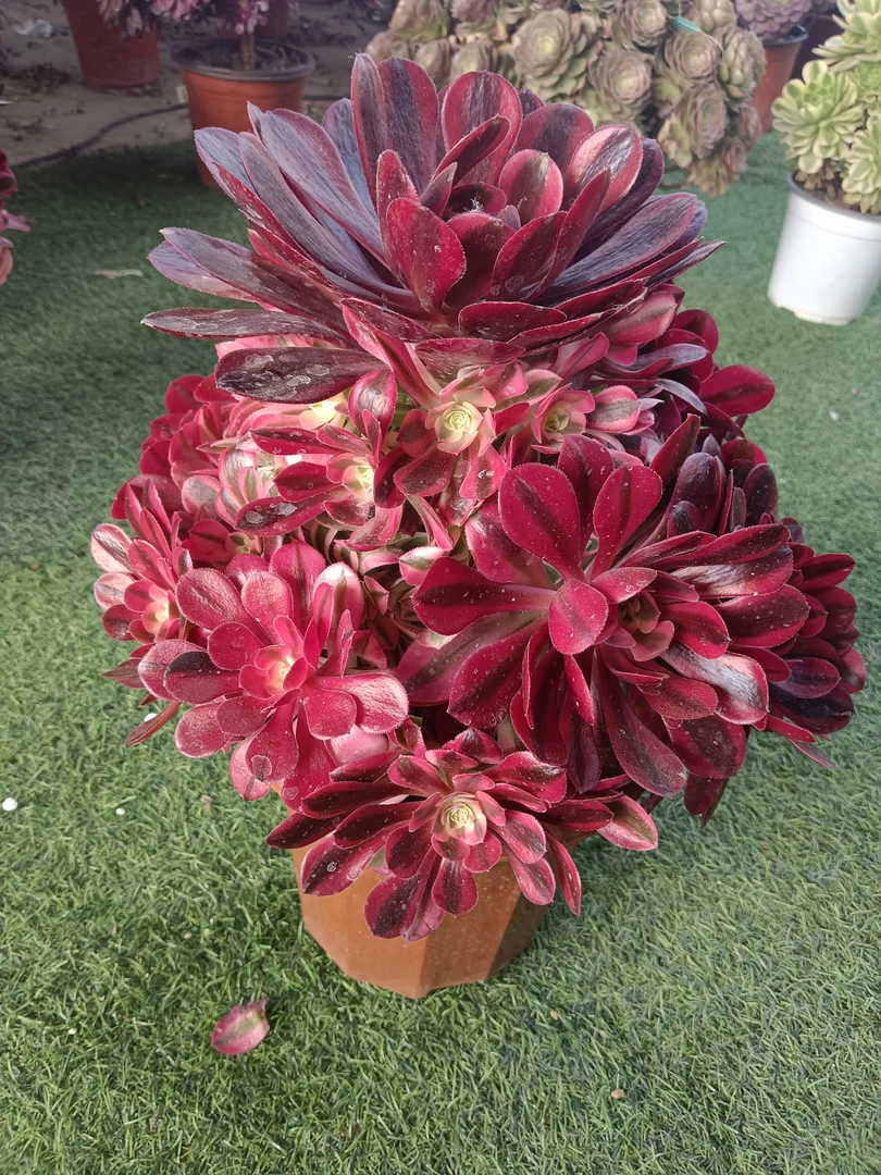 粉花妖补米，一物一拍，多肉法师