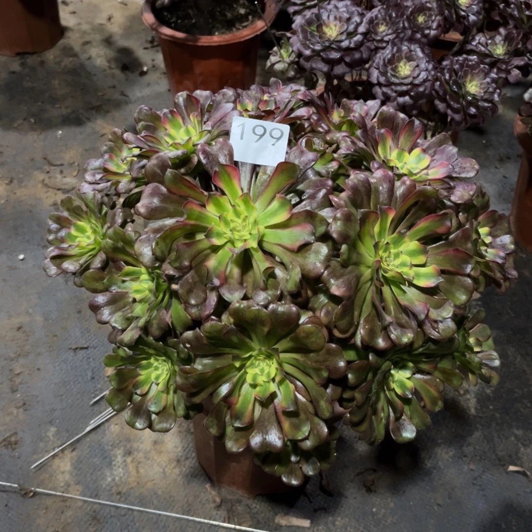 小*美亚多肉植物199