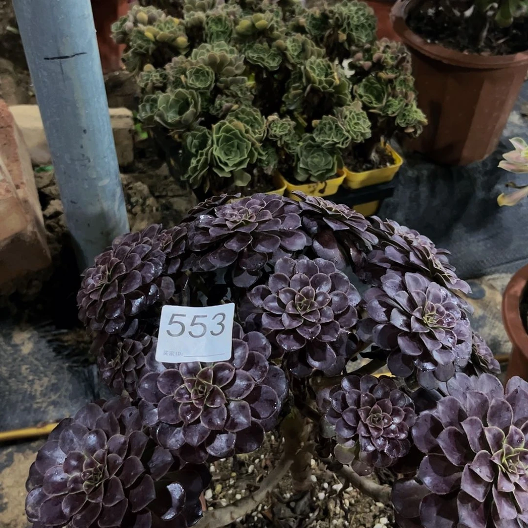 黑同湖多肉植物有断枝553