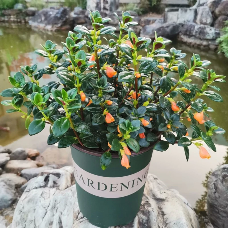 金鱼吊兰盆栽带花苞花卉绿植室内