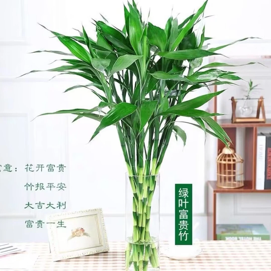 大叶竹子水培植物