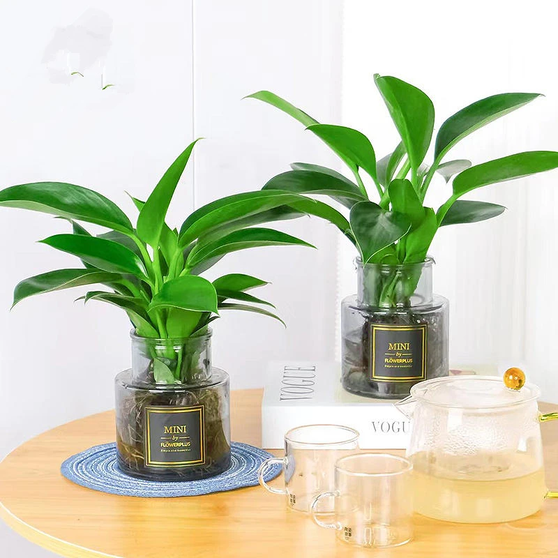 金钻盆栽水培大叶绿公主室内桌面