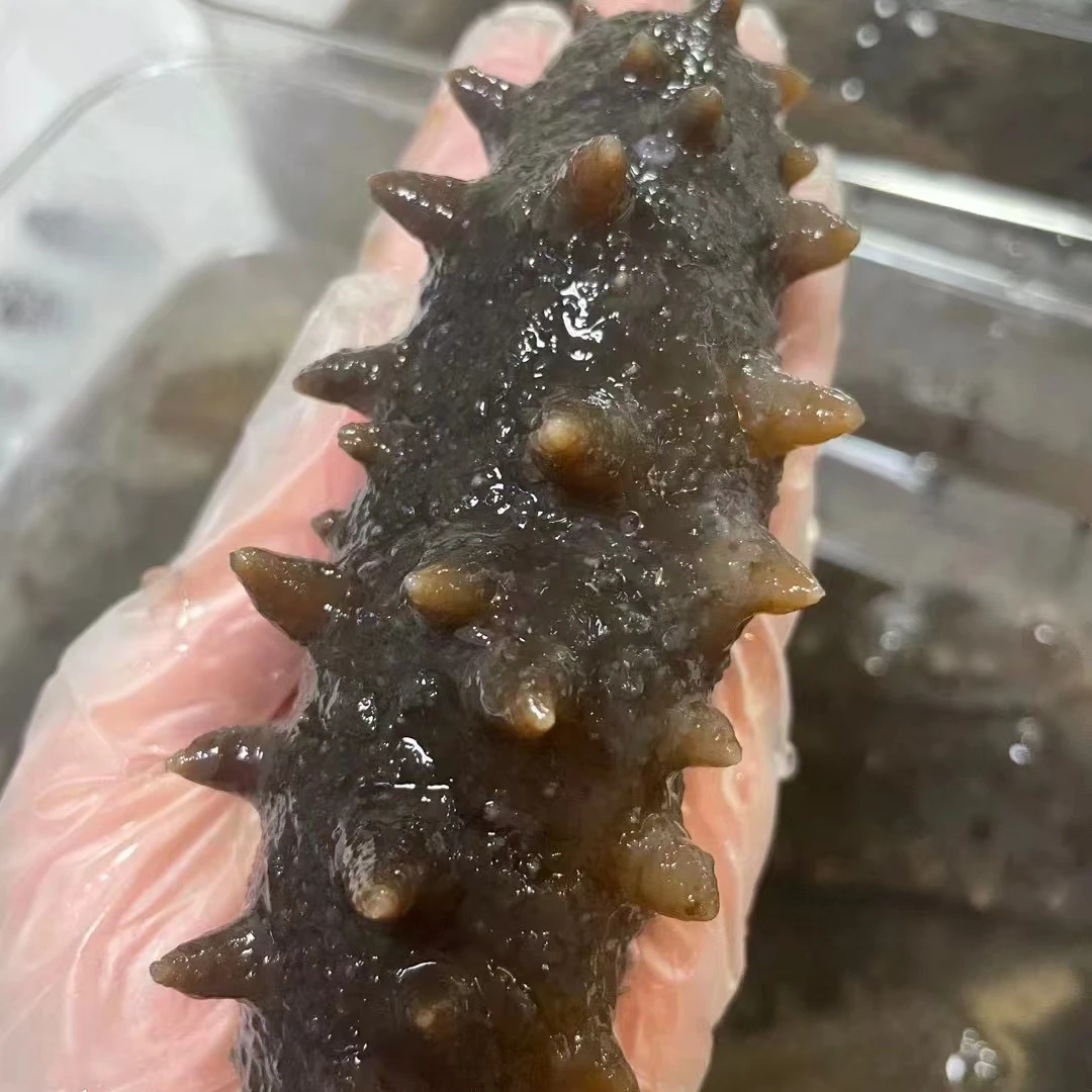 辽参大连海参即食5-6头