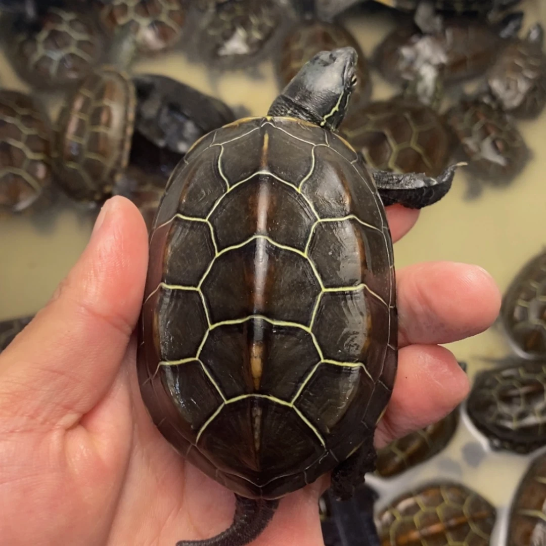 【闪购商品】中华草龟公3****6