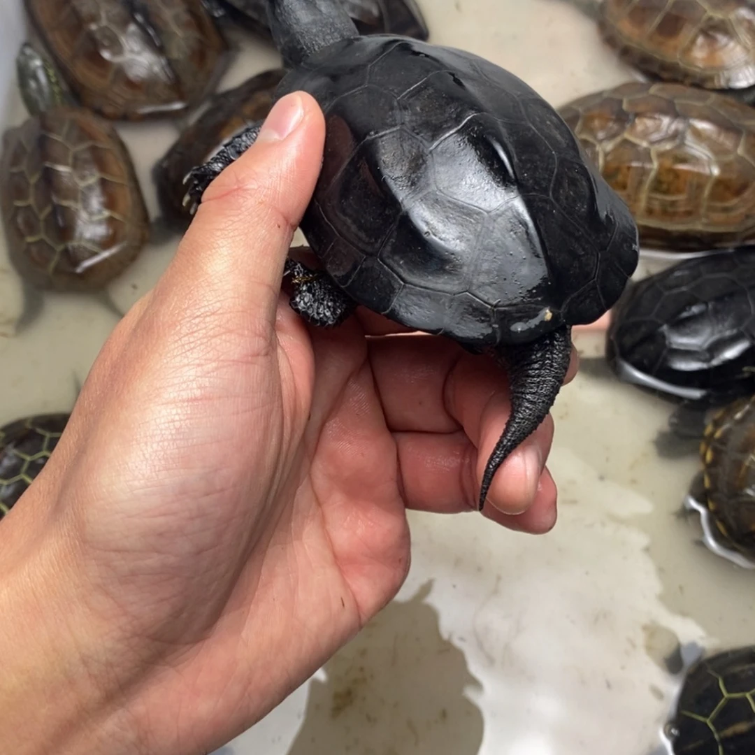 【闪购商品】绿毛龟公超**力