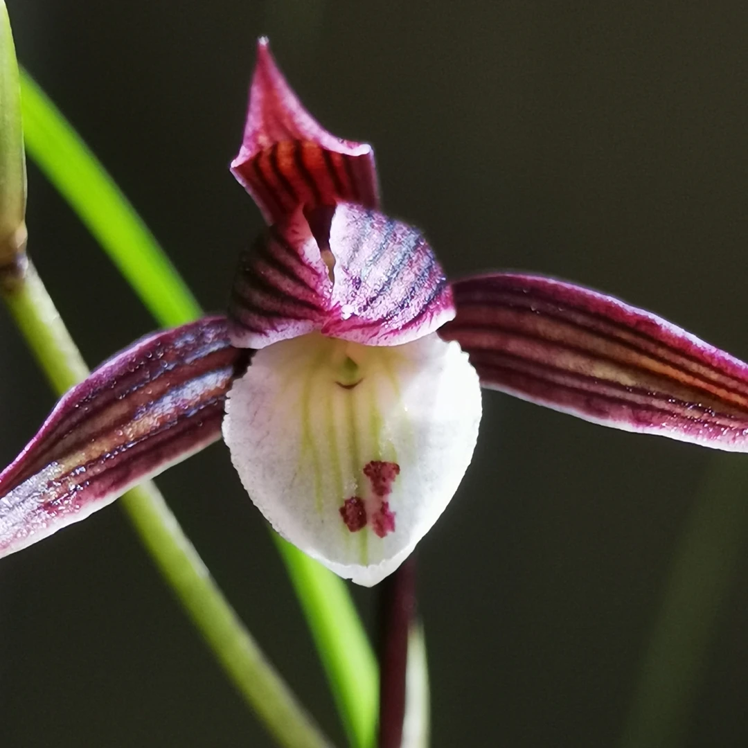 细叶寒兰精品国兰