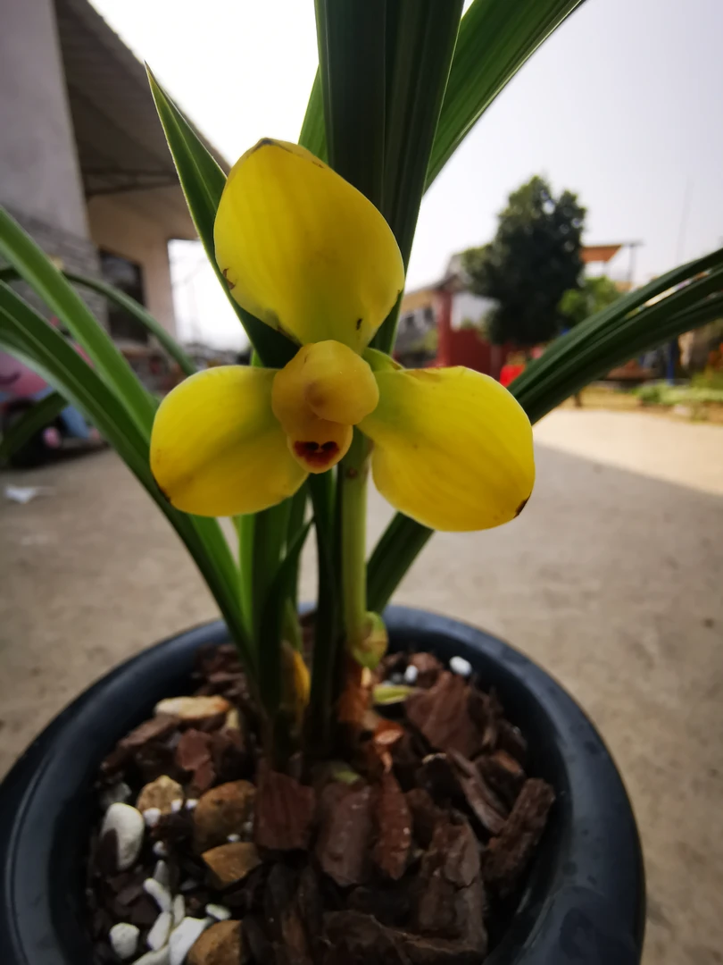 精品大国兰浓香花卉