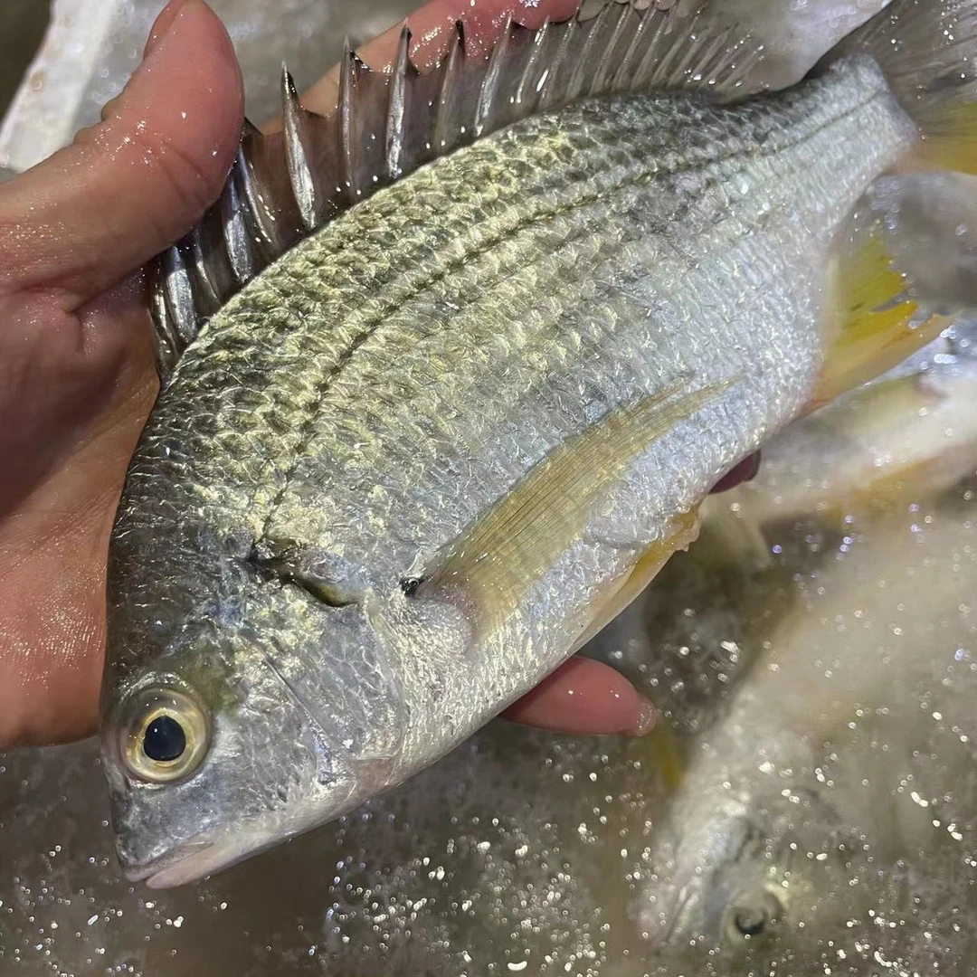 广东汕尾生鲜本港海捕黄脚立/黄立/黄翅鱼