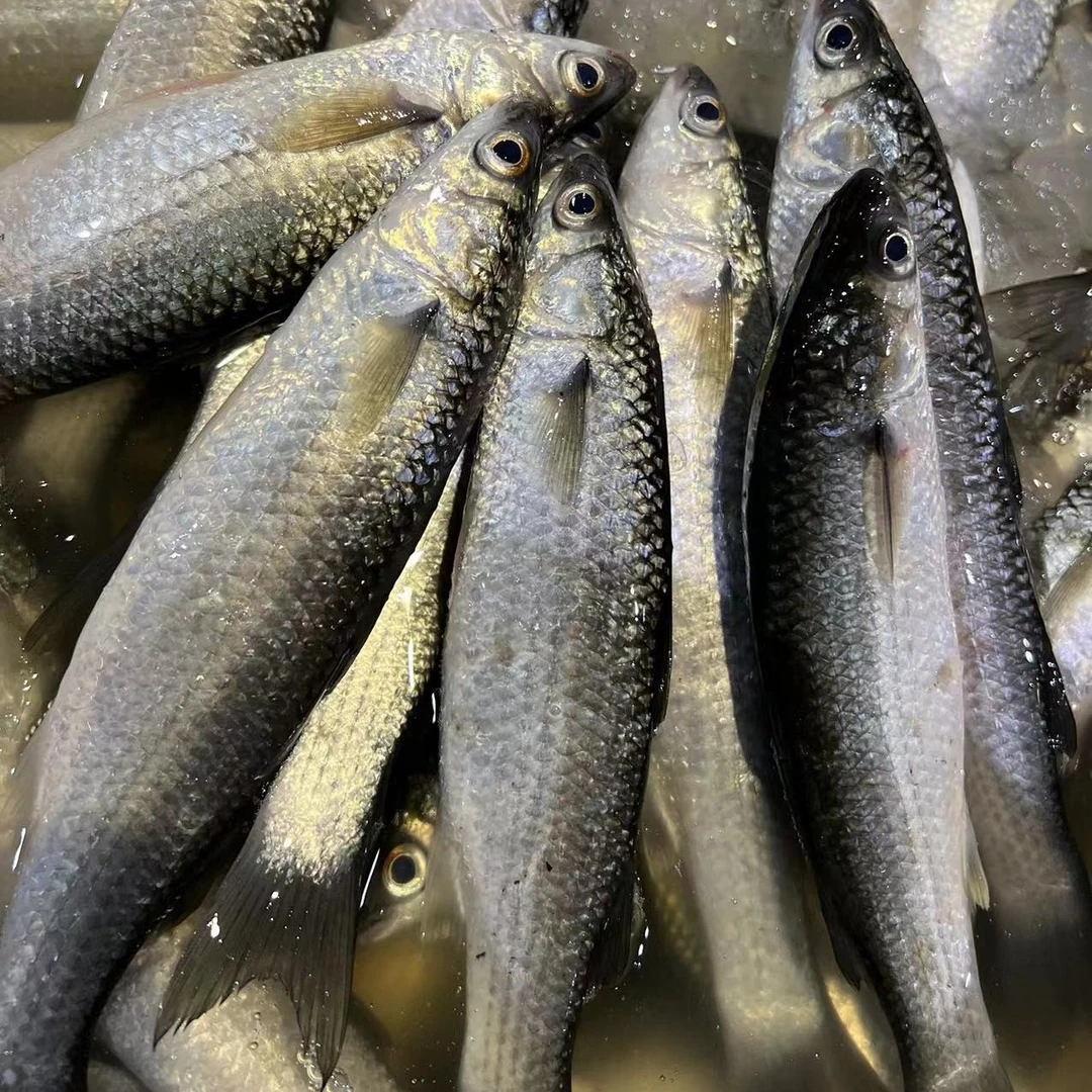 广东汕尾本港生鲜海捕尖头鱼