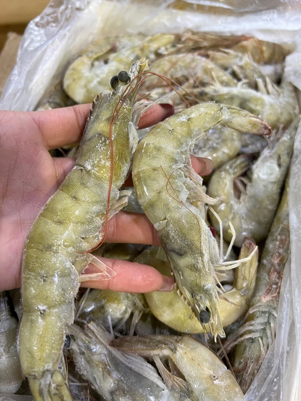 广东汕尾本港海养大白虾